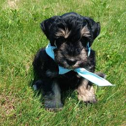 Mr Dozer - Black and silver male Miniature Schnauzer puppy in Shoshone, Idaho from Debra Kruse's Miniature Schnauzers