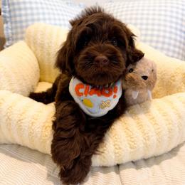 Alibi - Chocolate male Australian Labradoodle puppy in Valley Springs, California from Blue Denim Doodles