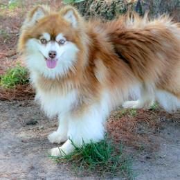 Lou lou - Pomsky