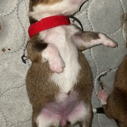 Pembroke Welsh Corgi Puppies from Swezey Pembroke Welsh Corgis