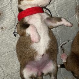 Pembroke Welsh Corgi Puppies from Swezey Pembroke Welsh Corgis