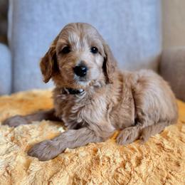 Linus (Gray Collar) - Apricot male Goldendoodle puppy in Bay City, Texas from Charming Doods