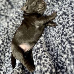 Goldendoodle and Poodle Puppies from SnickerDoodlePups