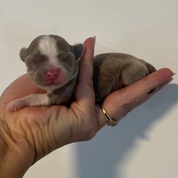 Mei - Blue and white female Chihuahua puppy in Silver Summit, Utah from Snow Peak Kennel