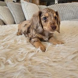 Teddy - Dapple male Dachshund puppy in Price, Utah from Stone Kennels