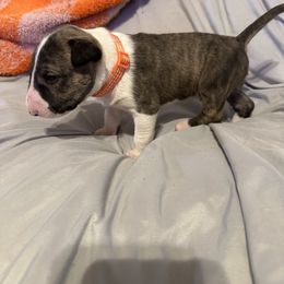 Male 6 - Brindle and white male Bull Terrier puppy in Trussville, Alabama from Alabama Bull Terriers