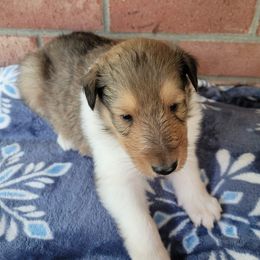 Collies and Miniature Schnauzers from Kennedy Miniature Schnauzers