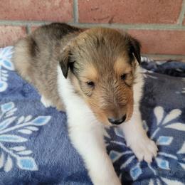 Collies and Miniature Schnauzers from Kennedy Miniature Schnauzers