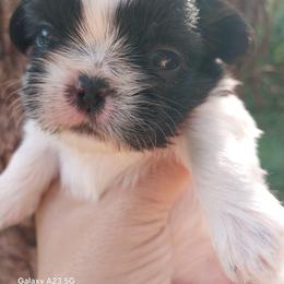 Cosmo - Black and tan male Shih Tzu puppy in Arcadia, Florida from Kitsune Cuddles and kisses