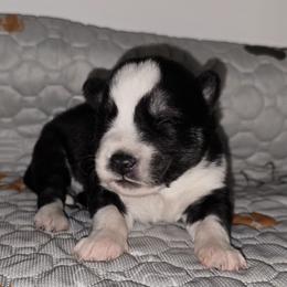 Spot - Black and white male Siberian Husky puppy in Kansas City, Missouri from Anuun's Huskies