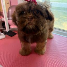 Zuri - Chocolate and tan female Shih Tzu puppy in Roseville, Michigan from Diamond Paws LLC