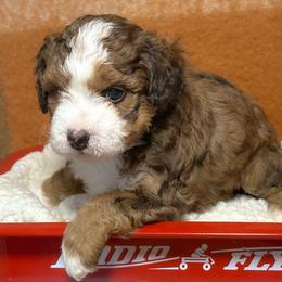 Opal - Tri-color female Bernedoodle puppy in Bradenton, Florida from Peanut Butter Doodles