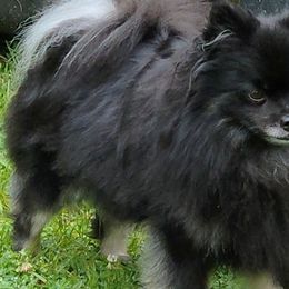 Tia - Pomeranian