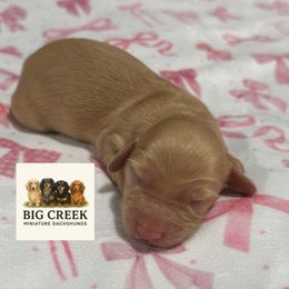 Bee - Cream female Dachshund puppy in Durant, Oklahoma from Big Creek Mini Dachshund