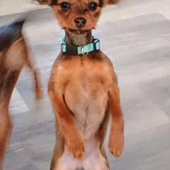 Akita, Russian Toy, and Whippet Puppies from Crossway Akitas, Whippets, & Russian Toys