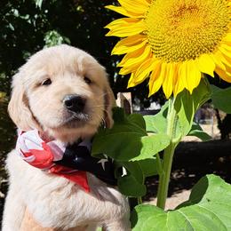 Girl 1 - Light golden female Golden Retriever puppy in Loomis, California from Davids Golden Retrievers
