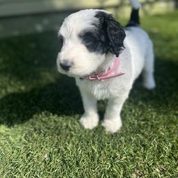 Bernedoodle Puppies from SoCal Bernedoodles