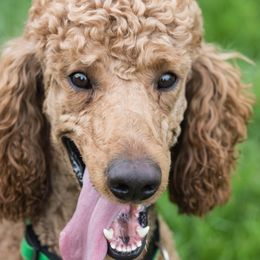 Cash - Poodle