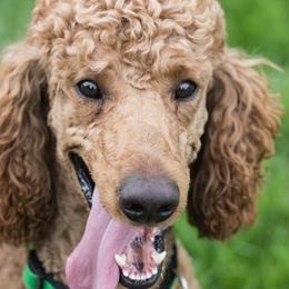 Cash - Poodle