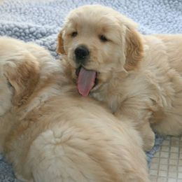 Golden Retriever Puppies from Sonador Golden Retrievers