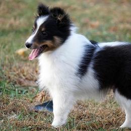 Pomsky, Rottweiler, Shetland Sheepdog, and Toy Shetland Sheepdog Puppies from Mountain High Kennels