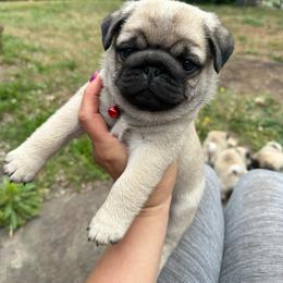 Red - Fawn male Pug puppy in Ellsworth, Kansas from Rachael Kruse