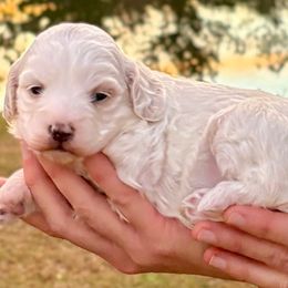 Cindy - Blenheim female Cavapoo puppy in Newville, Alabama from Southeast cavapoos