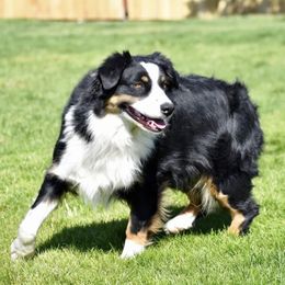Abilene - Australian Shepherd