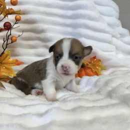 Ginger - Sable female Pembroke Welsh Corgi puppy in Hico, Texas from Chisholm Trail Kennels