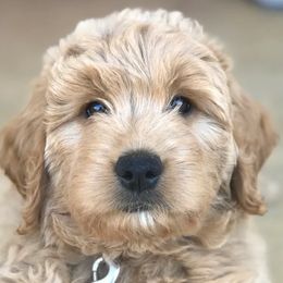 Goldendoodles and Poodles from Doodle Dynasty