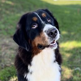 Willow - Bernese Mountain Dog