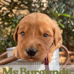 Mrs. Burgundy - Red  female Goldendoodle puppy in Pensacola, Florida from Ruby Pupper Doodles