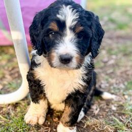 Dodger - Tri-color male Bernedoodle puppy in Marne, Michigan from MI Doodles