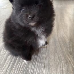 Coco - Black female Pomeranian puppy in Rockford, Alabama from Wickedly Cute Puppies