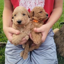 Goldendoodle Puppies from 3 Willows Goldendoodles