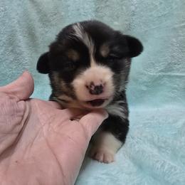 Pembroke Welsh Corgi Puppies from P2 Corgis | P-Squared Homestead