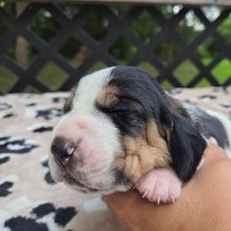 Yeti - Black white and brown male Basset Hound puppy in Denison, Texas from Emma Lou's Baby Bassets