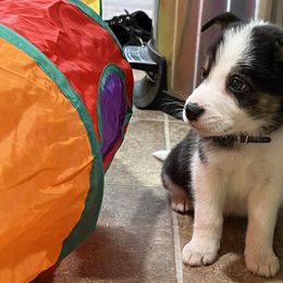 Boy 1 Hollywood - Tri-color Border Collie puppy in Rolla, Missouri from Elysian Border Collies, LLC.