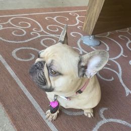 Baby - French Bulldog