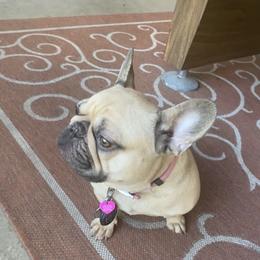 Baby - French Bulldog