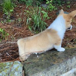 Pembroke Welsh Corgi Puppies from Dalton Family Corgis