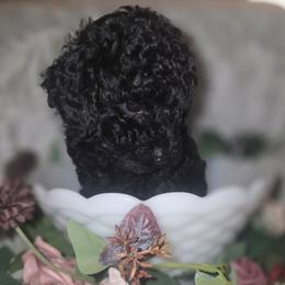 Minky - Black female Poodle puppy in Bokoshe, Oklahoma from Eden's Acre