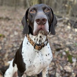 Wyatt - German Shorthaired Pointer