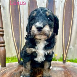 Lexus - Phantom female Bernedoodle puppy in Urbandale, Iowa from Bernedoodlesbest