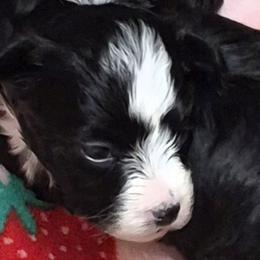 Havanese from Darrtfarms