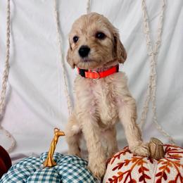Autumn - Cream female Goldendoodle puppy in Cedartown, Georgia from Loyal Doodles