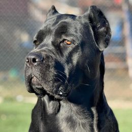 Cane Corso from Sawtooth Cane Corso