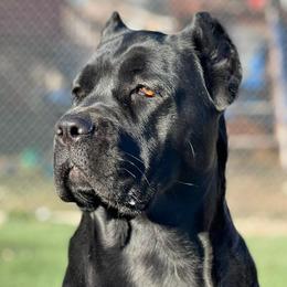 Cane Corso from Sawtooth Cane Corso