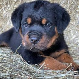 Rottweiler Puppies from Post Farm Rottweilers