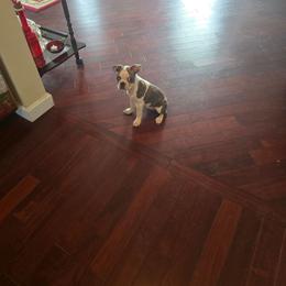 Elsa - Black and white female Boston Terrier puppy in Walhalla, South Carolina from Dixies  southern  bostons